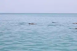 أبقار بحر