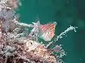 Dwarf hawkfish (Cirrhitichthys falco), سيبادان, Malaysia