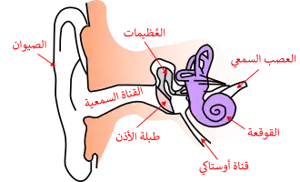 تشريح الأذن البشرية