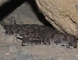 Echis omanensis from United Arab Emirates