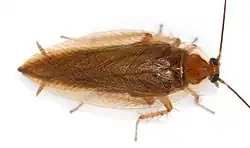 Ectobius vittiventris