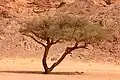 واحة غير خضرة، نويبع، جنوب سيناء، مصر.