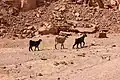 واحة غير خضرة، نويبع، جنوب سيناء، مصر.