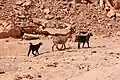 ماعز بواحة غير خضرة، نويبع، جنوب سيناء، مصر.