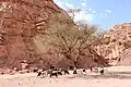 ماعز بواحة عين خضرة