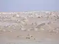الصحراء البيضاء "واحة الفرافرة"