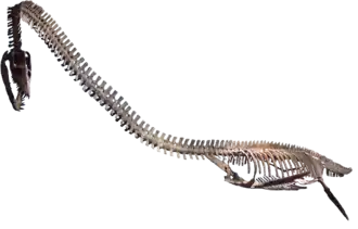 Photo of a mounted skeleton on a transparent background