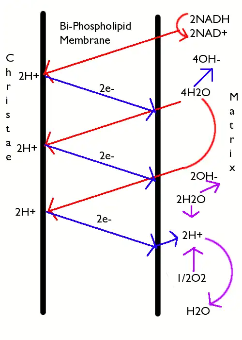 Electrontrans
