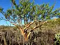 Bursera microphylla in the Vizcaino Desert, ولاية باخا كاليفورنيا سور, Mexico