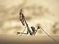 عنقص ريشي empusa pennata