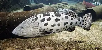 Epinephelus tukula