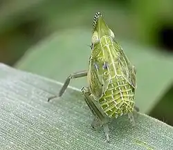 nymphal Dictyophara europaea