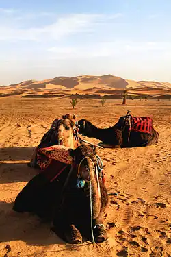 مشي الإبل على الكثبان