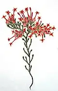 Erica junonia
