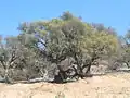 الصويرة