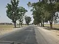شجر الكينا على حافتي الطريق بين الفحص وقعفور