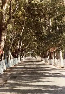 "نفق أوكالبتوس" (Okaliptus Tuneli) (بالإنجليزية: Eucalyptus Tunnel) المشهور عالميا، في بلدية غوكوفا، بتركيا.