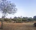 شجرة أوكالبتوس كمالدولي من غابة بوزنيقة بالمغرب