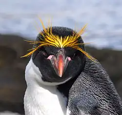 [en→ar]Macaroni penguin