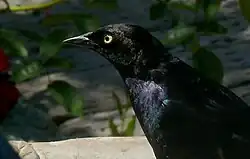 لقطةٌ مُقرَّبة لرأس طائر على إحدى الشُرفات المنزليَّة