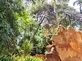 نباتات متنوعة