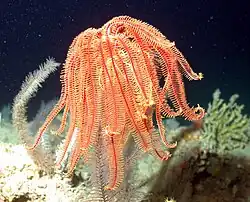زنبق البحر من  Gulf of Mexico