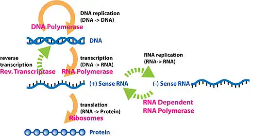 extended central dogma