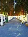 شارع اللغات.