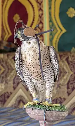 صقر الشاهين من خيمة جمعية الشرفاء القواسم بموسم مولاي عبد الله بالمغرب.