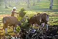 رجل إندونيسي يطعم أبقار بَنتنغ