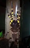 بطن العنكبوت بويسيلوثيريا ريجاليس. تُستخدم الأرجل الأمامية ذات اللون الأصفر الزاهي في العروض التهديدية.