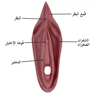 جُزء من الجهاز التناسُلي الأنثوي يظهر في البظر وَقُمع البِظر وَالشَفران الصغيران والدهليز وفوهة الإحليل