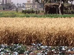 أحد حقول القمح في الجيزة، مصر.