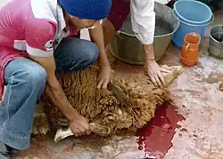 الأضحية