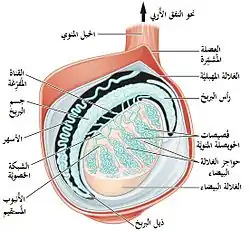 خصية