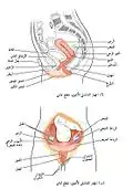 صورة تظهر أجزاء مختلفة حول الرحم البشري و أخرى متعلقة.