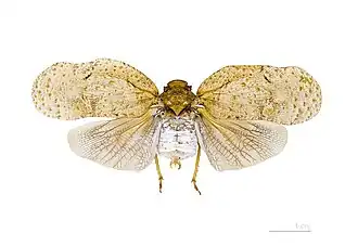 Flatolystra verrucosa (فلقورية)