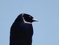لقطة مُقرَّبة لرأس ذكر