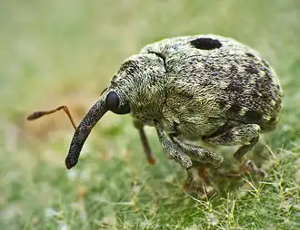 كوينوس هورتيولانوس (Cionus hortulanus)