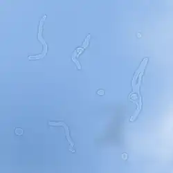 صورة حاسوبية محاكية لمظهر الأجسام الطافية كما يراها شخص ينظر للسماء الزرقاء