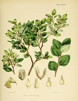Fagus betuloides&nbsp;&nbsp;[لغات أخرى]‏ (Flora Antarctica, Plate CXXIV)