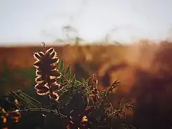 نباتات البراري