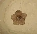 فلوريسنتيا&nbsp;[الإنجليزية](خبازيات من الإيوسيني)