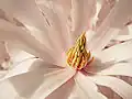 Close-up