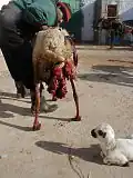 1=المغربية : نعخة خارجة الرحام