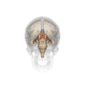 Fornix (animation. click to move)