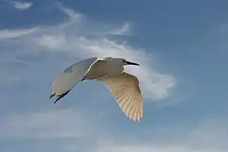 في الرحلة
