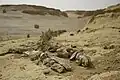 وادي الحيتان