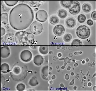 Blastocystis sp.