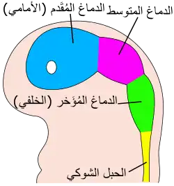 أجزاء الدماغ في جنين عمره أربعة أسابيع.